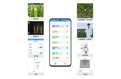 张家口市小麦表型测量仪IN-XM05